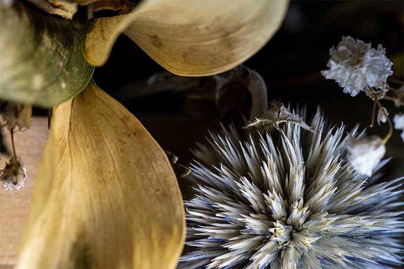 Dried flower photography