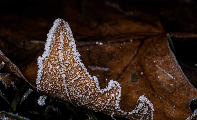 Frozen Spider Web Macro Photos