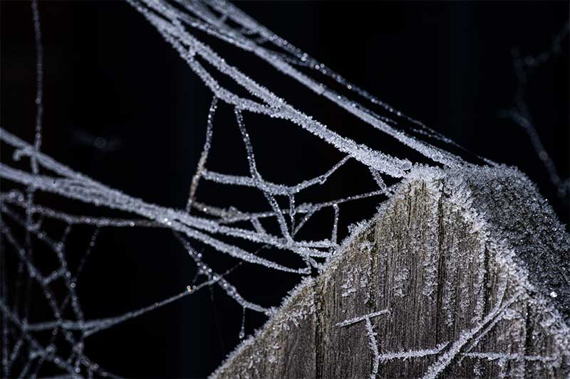 Frozen Spider Web Macro Photos