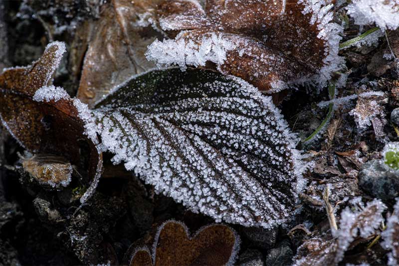 Frozen Spider Web Macro Photos