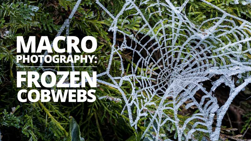 Frozen Spider Web Macro Photos