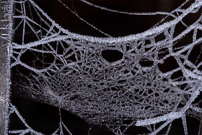 Frozen Spider Web Macro Photos