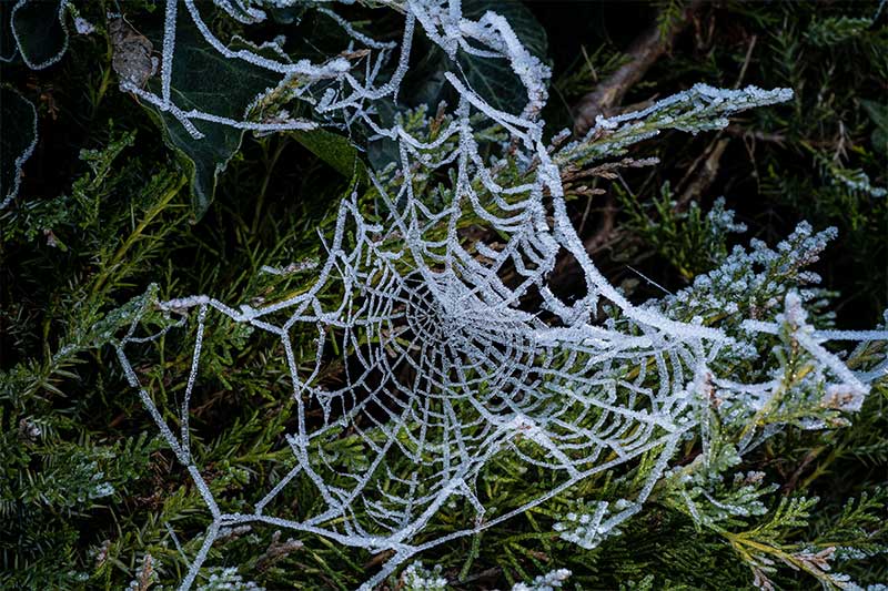 Frozen Spider Web Macro Photos