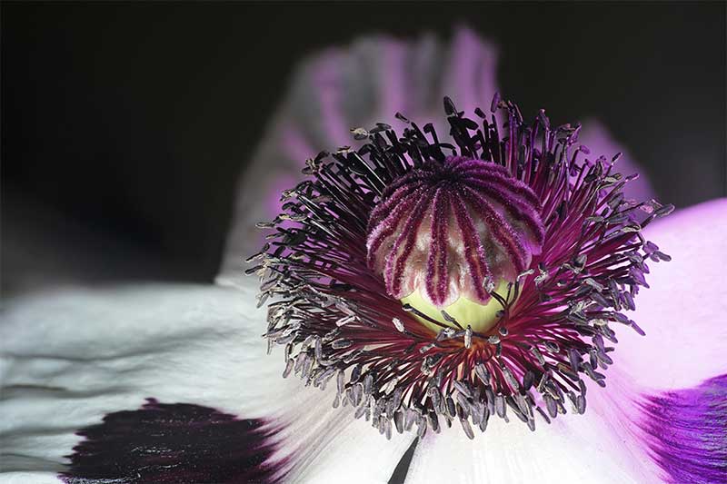 Oriental Poppy Flower Photography