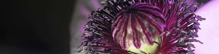 Oriental Poppy Flower Photography