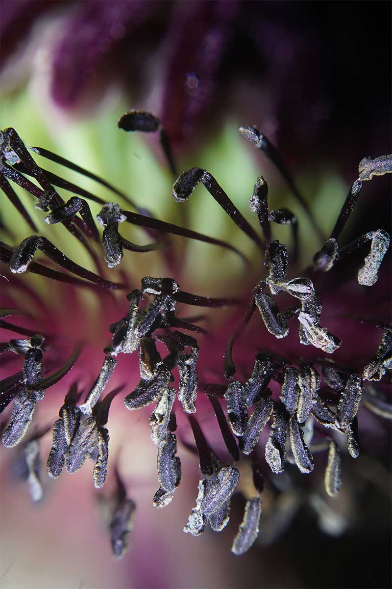 Oriental Poppy Stamen macro photography