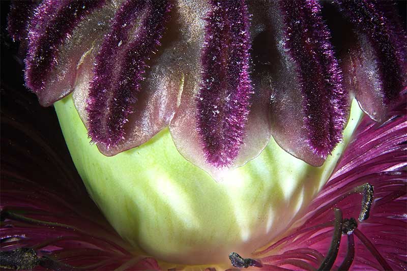 Poppy macro photography