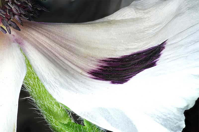 royal wedding poppy petal photography