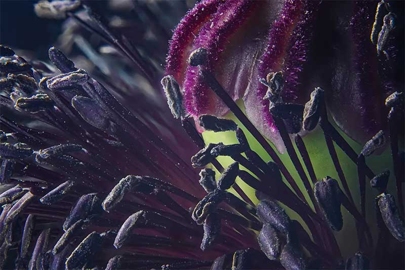 Close up flower macro photography poppy