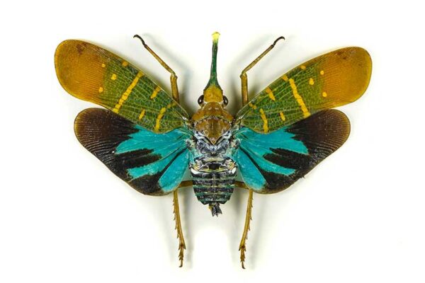 Gambar Insect Insect Macro Photography At Home 🐞