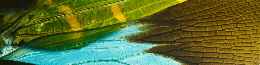 Insect macro photography at home