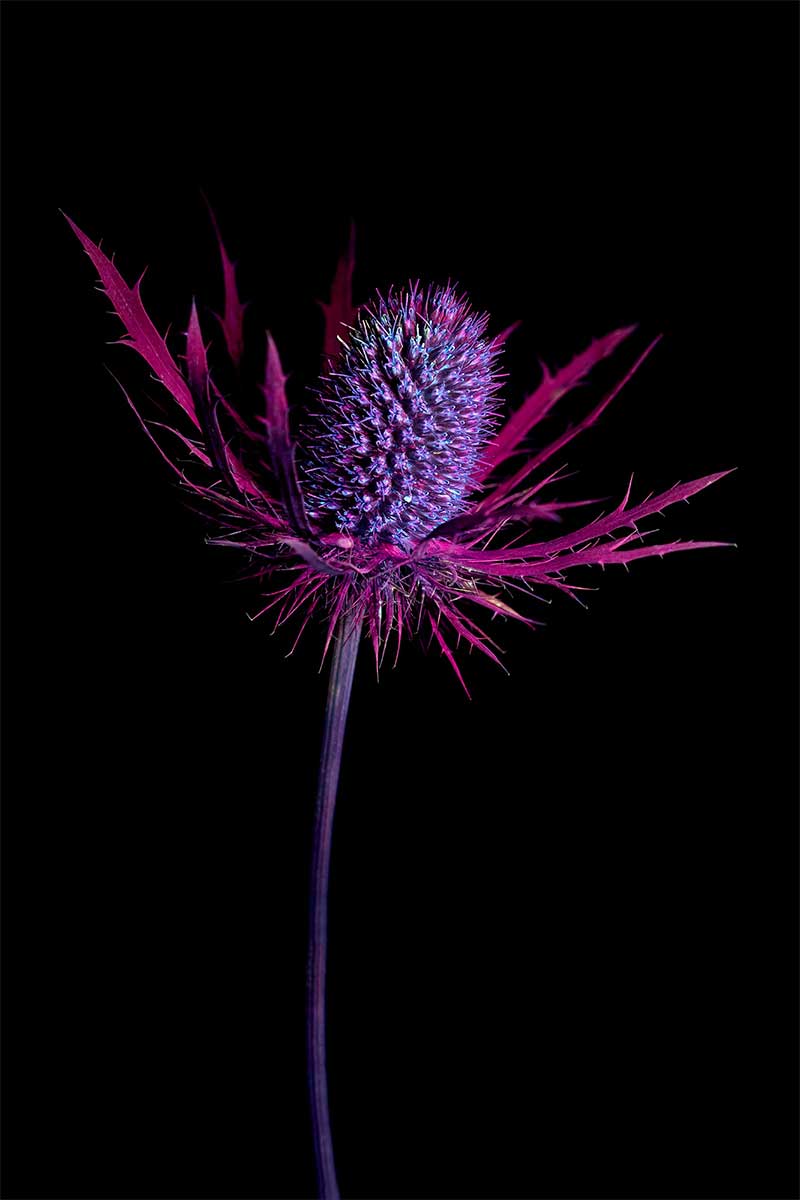 Erryngos Ultraviolet Flower Photography - Luis Rosales