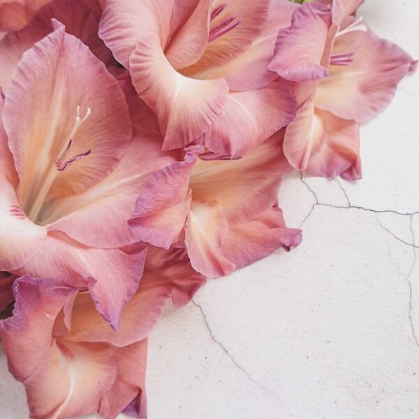 Roma - Photo Boards Photography Backdrop
