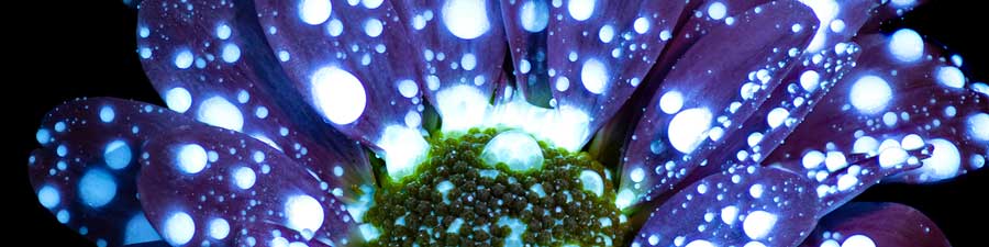 Using Tonic Water to create amazing UV flower photography!