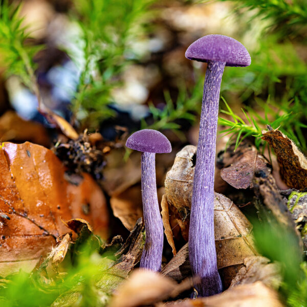 Pilz05-Insta_1000x1000.jpg