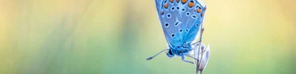 2024 Shortlist, Adaptalux Macro Photography Awards.