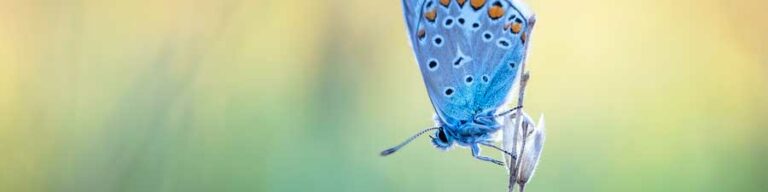 2024 Shortlist, Adaptalux Macro Photography Awards.