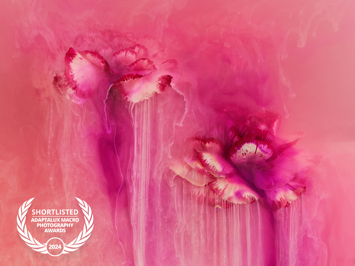 Agi Wallace - 2024 Shortlist, Adaptalux Macro Photography Awards.