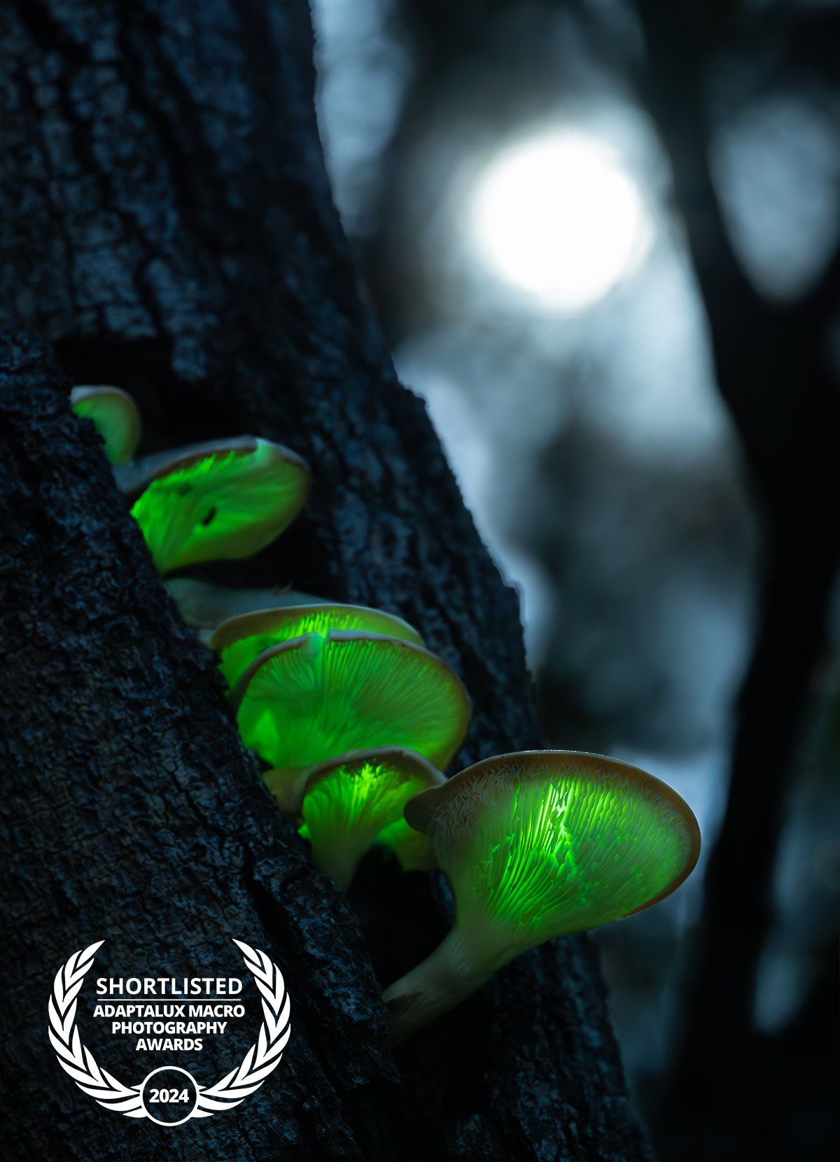 Keith Horton - 2024 Shortlist, Adaptalux Macro Photography Awards.