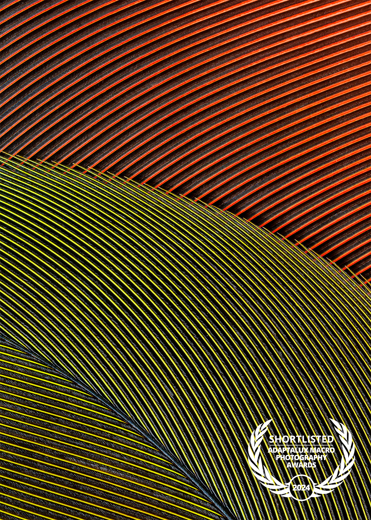 Ori Junior - 2024 Shortlist, Adaptalux Macro Photography Awards.