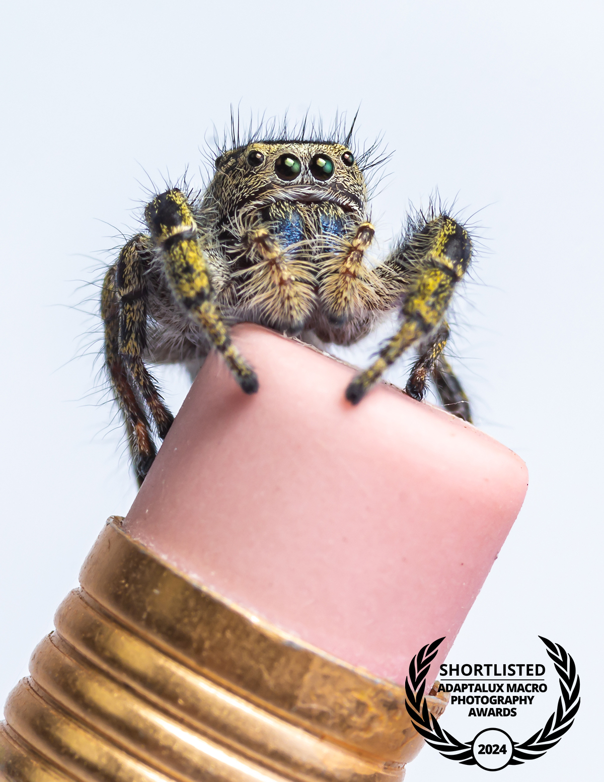 Rodolfo Vega Littlewood - 2024 Shortlist, Adaptalux Macro Photography Awards.