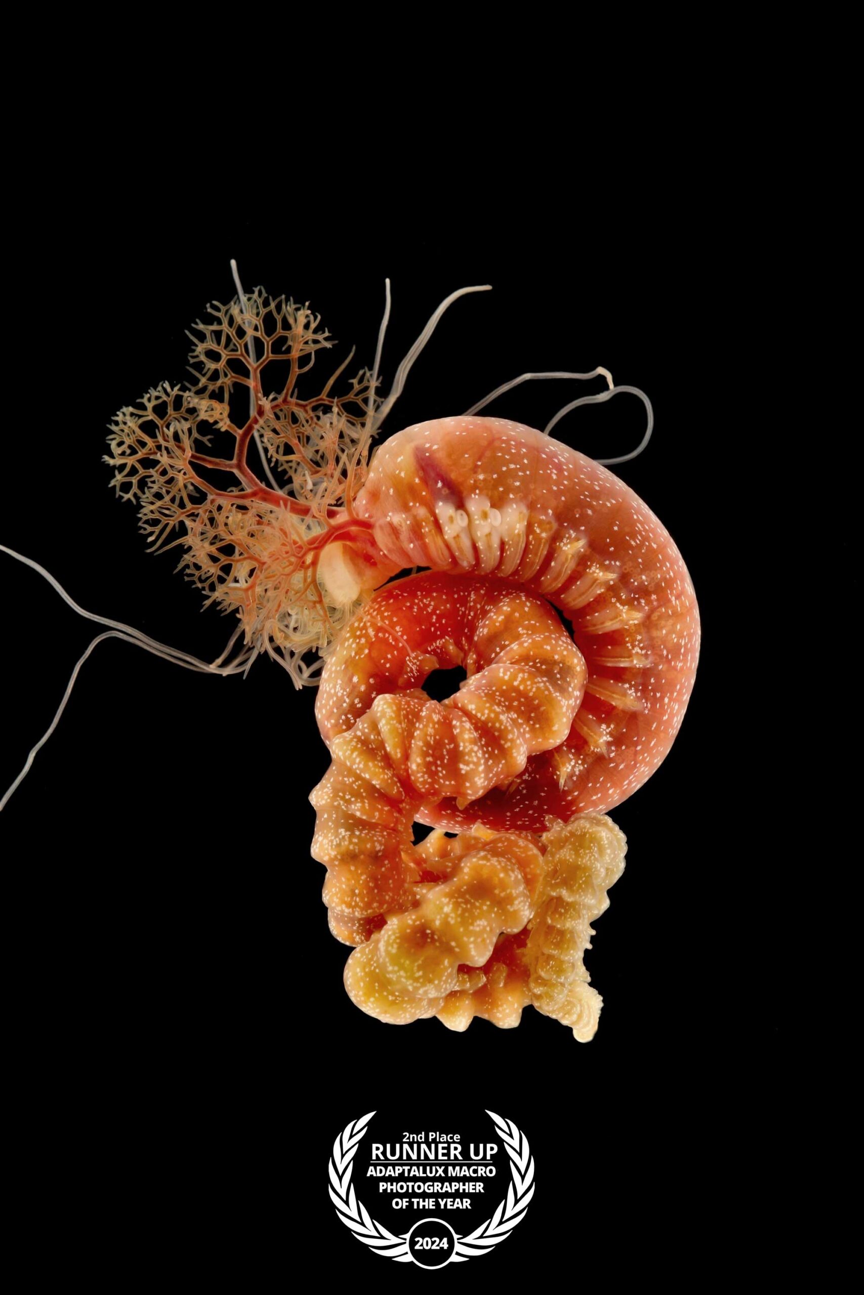 ---Mael-Grosse-adaptalux-macro-photography-competition-runner-up