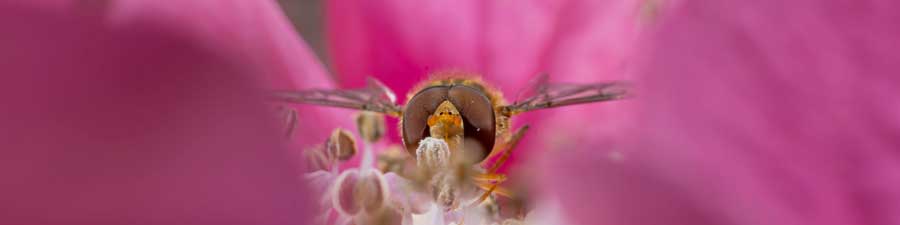 How to Photograph Hoverflies in Macro