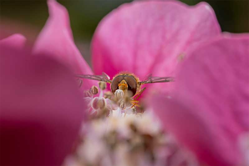 How-to-Photograph-Hoverflies-in-Macro