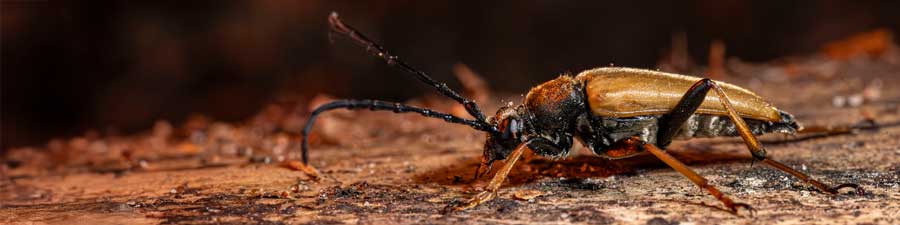 Outdoor Macro Photography Lighting - Beetle Photography in the woods