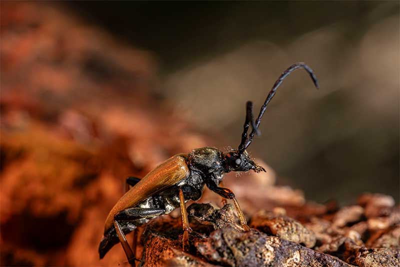 beetle-macro-photography-outside