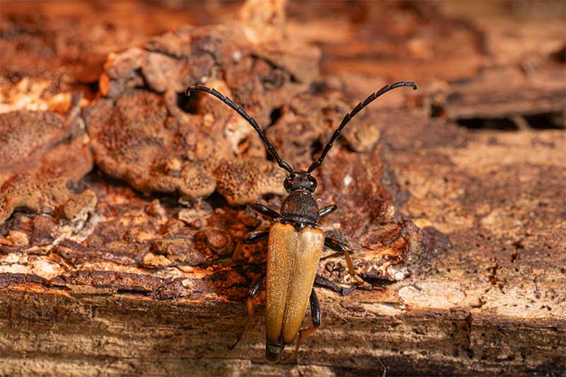 beetle-macro-photography
