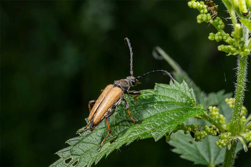 betle-macro-photography-outside