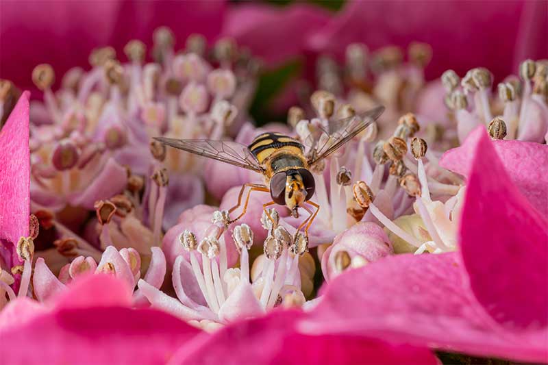 flying-insect-photography-close-up