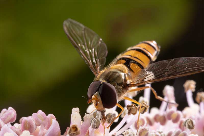 hoverfly-macro-photography