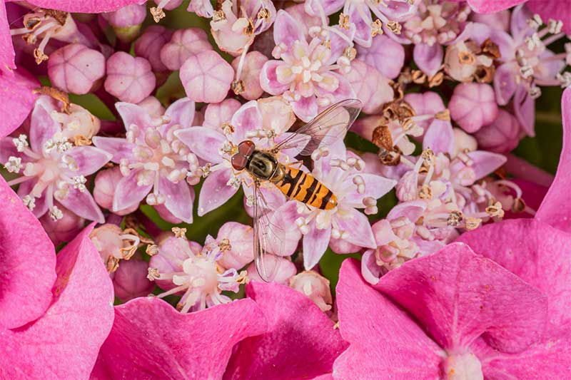 hoverfly-on-pink-flower
