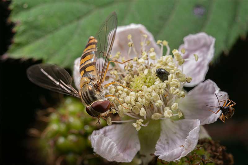 insect-photography-flash-lighitng