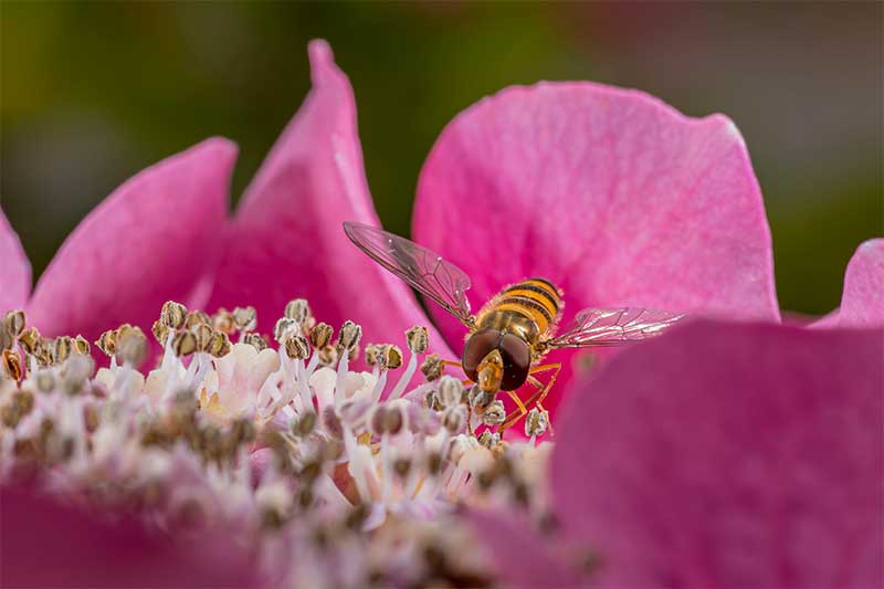 insect-photography-on-flowers-hoverfly