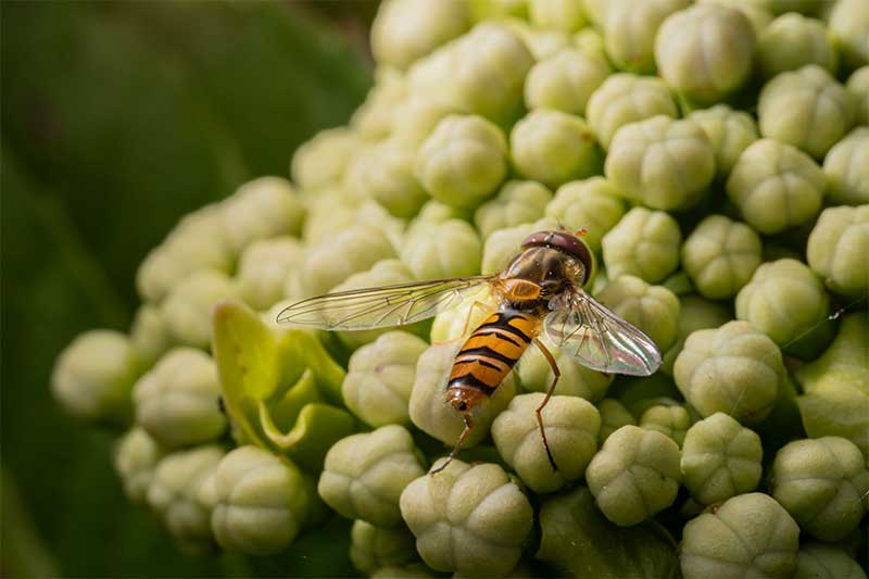 lighting-for-insect-photography-hoverly