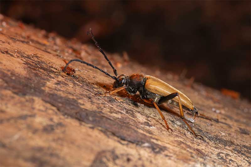 outdoor-macro-photography-lighitng-beetle