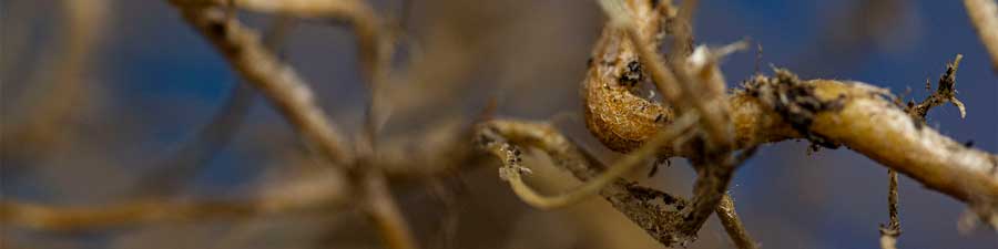 Macro Photography of Plant Roots, A Unique Plant Perspective