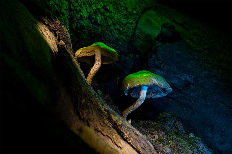 colourful-macro-mushroom-photography
