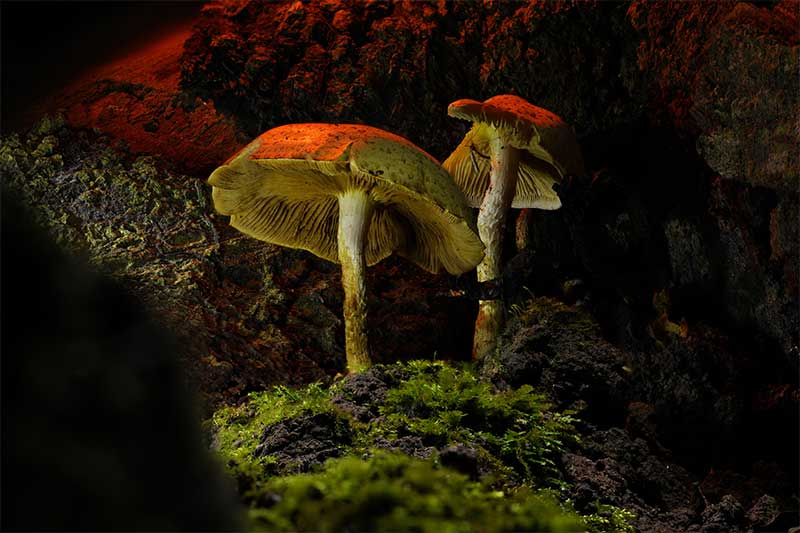 fantasy-mushroom-photography