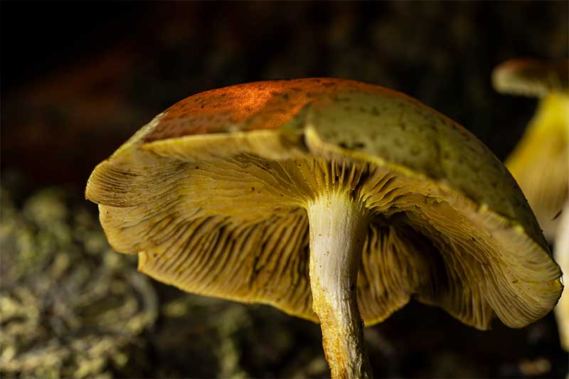 mushroom-macro-photography-in-the-woods