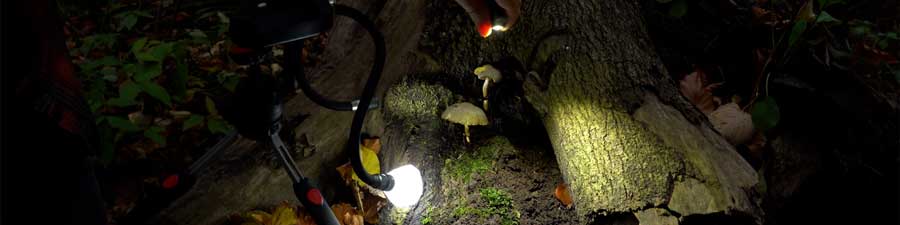 Creating Fantasy Mushroom Scenes with LED Macro Lighting