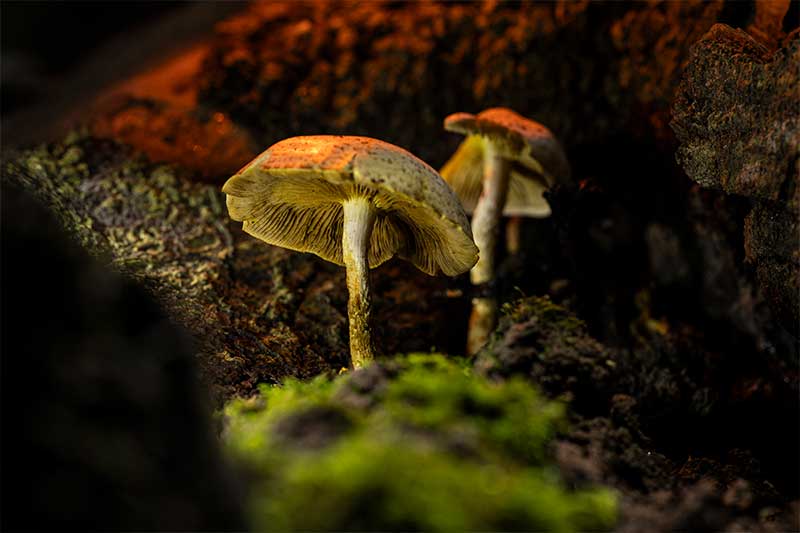 mushroom-photography-in-the-woods-with-LED-lighting