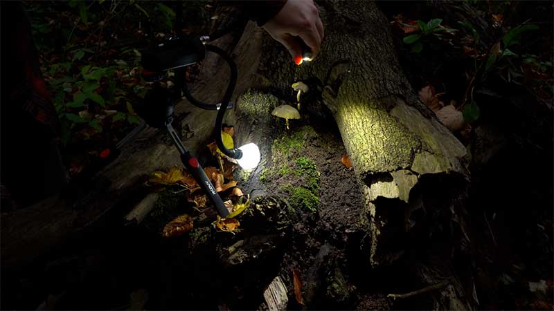mushroom-photography-lighting-setup