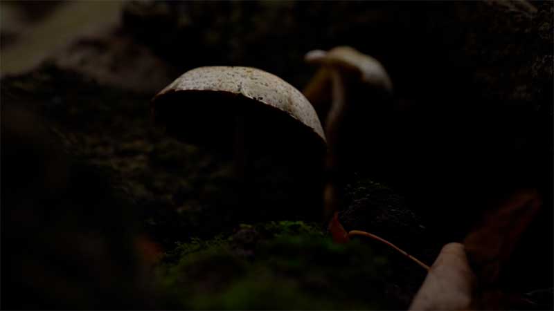 mushroom-photography-without-lighitng