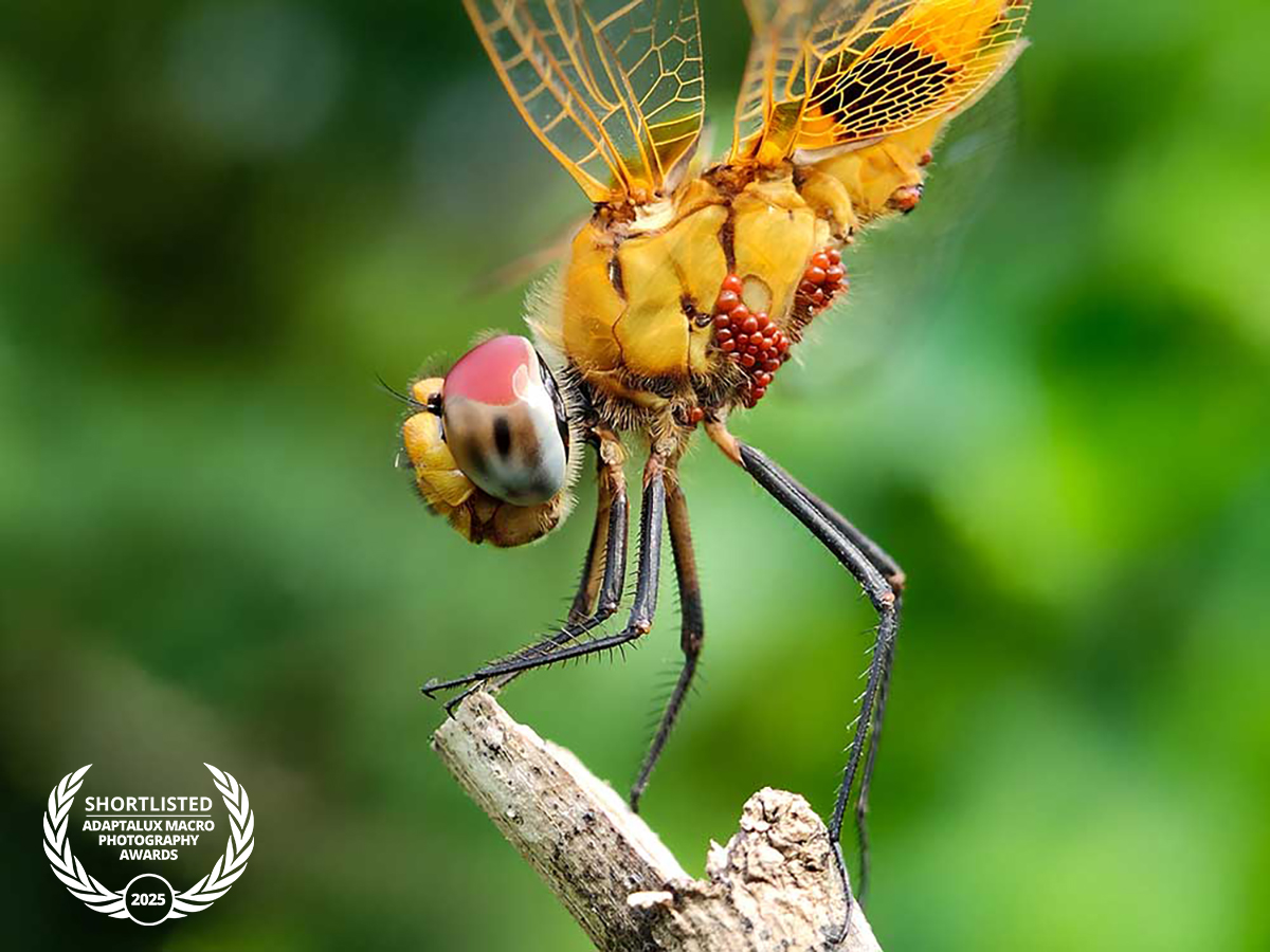 Antaryami-Das,-Every-tiny-detail-tells-a-story