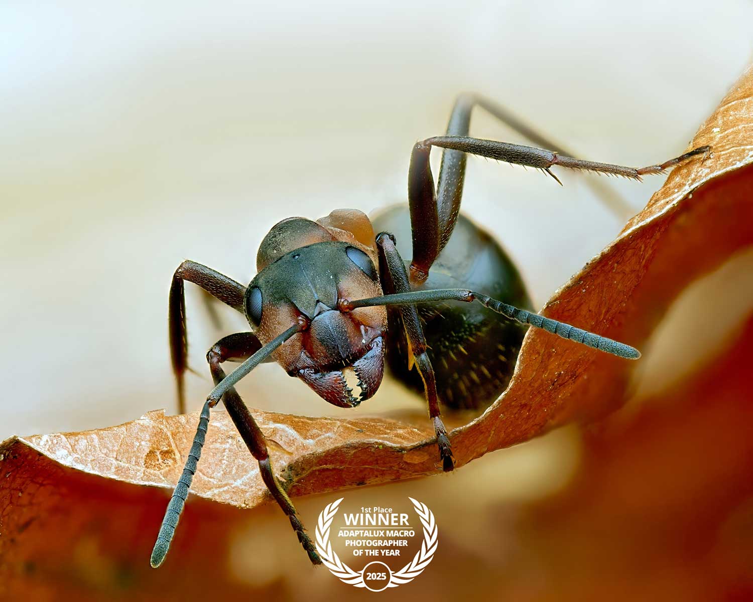 Martin-Buhlig-macro-photographer-of-the-year