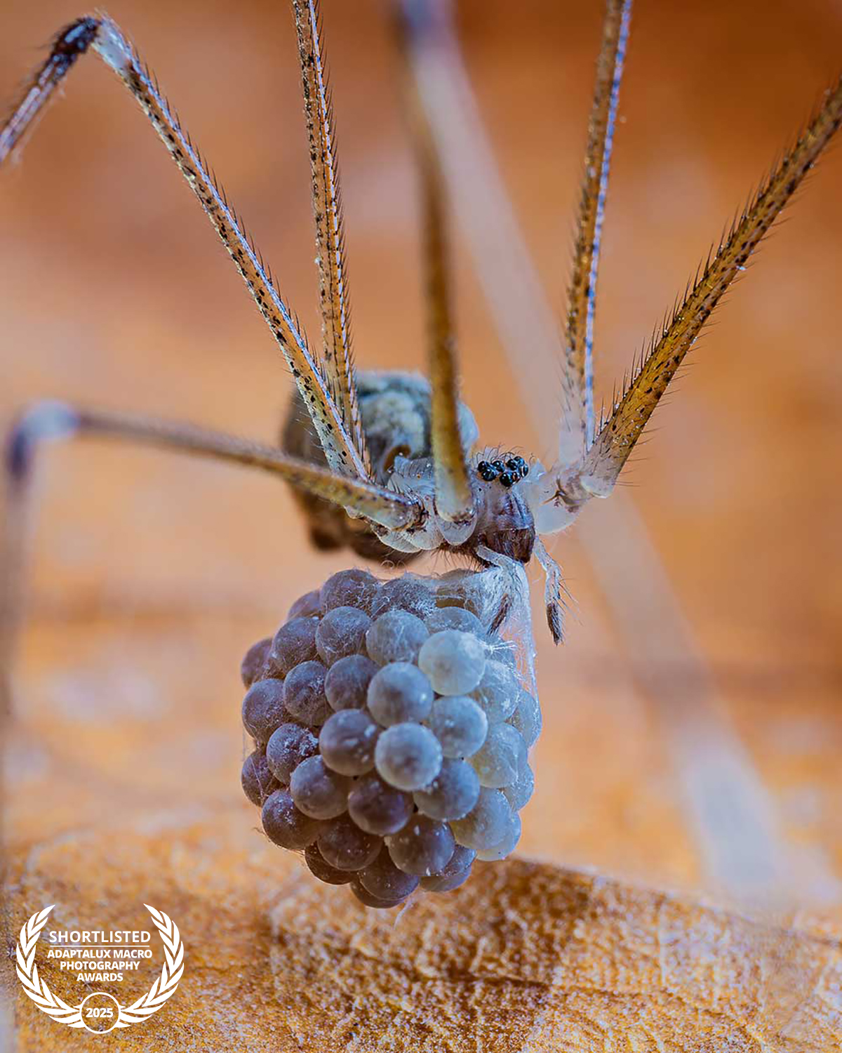 Rodolfo-Vega-Littlewood,-Carrying-The-Next-Generation